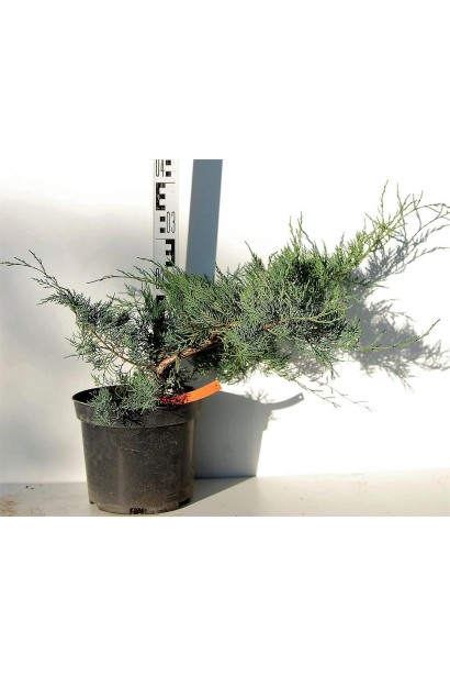 Ялівець віргінський Грей Оул саджанець С5 висота 30-40 см