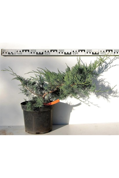 Ялівець віргінський Грей Оул діаметр крони 60-80см