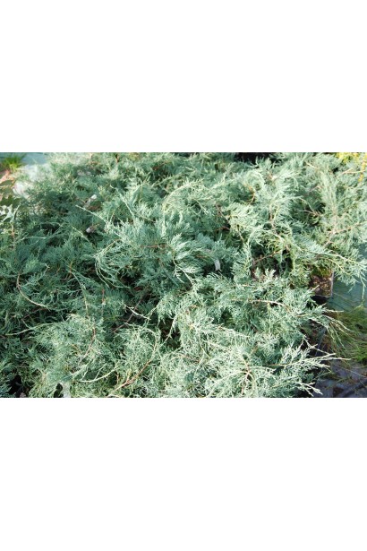 Луската срібно-блакитна хвоя ялівцю Грей Оул