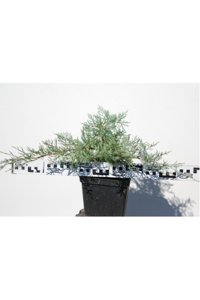 Ялівець віргінський Грей Оул діаметр крони 40-50 см