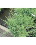 Можжевельник виргинский Грей Оул | Ялівець віргінський Грей Оул | Juniperus virginiana Grey Owl