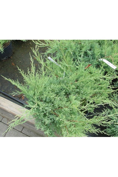 Juniperus virginiana Grey Owl