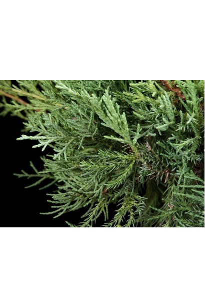 Ялівець віргінський Grey Owl