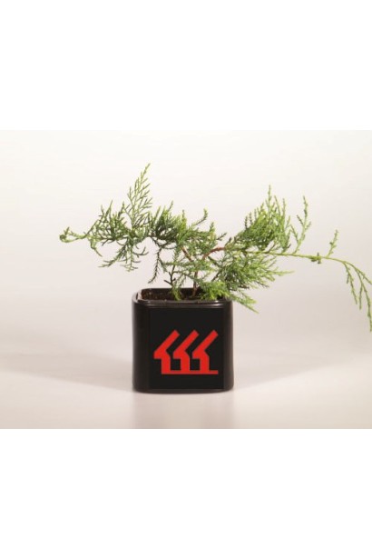 Ялівець віргінський Грей Оул контейнер Р9