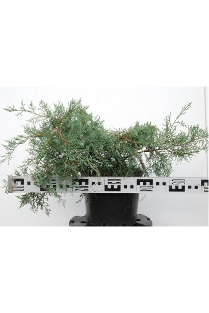 Ялівець віргінський Грей Оул саджанець С5 діаметр 50-60 см