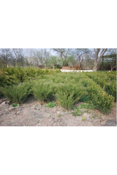 Ялівець Grey Owl на полі в розсаднику