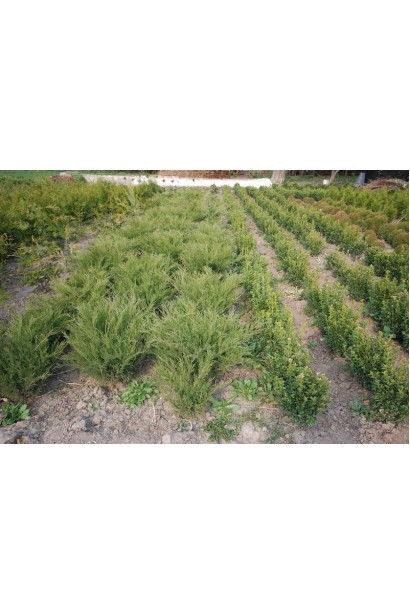 Ялівець віргінський Грей Оул