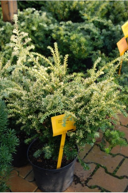 Саджанець тису Елегантиссіма з декоративною хвоєю.