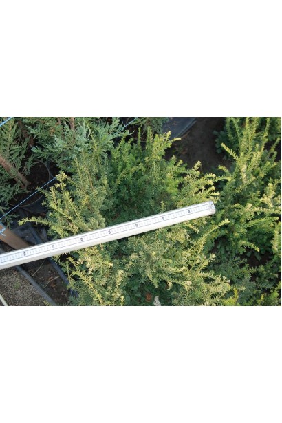 Тис ягідний Елегантиссіма (жовтий)