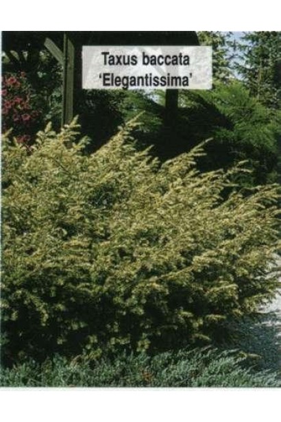Тис ягідний Елегантиссіма (жовтий)