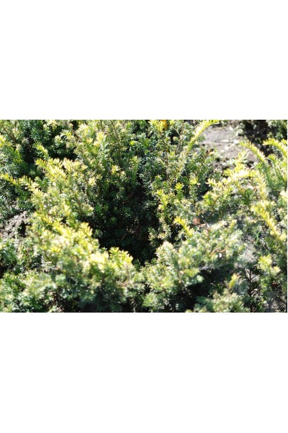 Тис ягідний Елегантиссіма (жовтий)