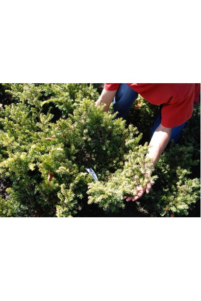 Жовтий тис Елегантиссіма для садового декору.