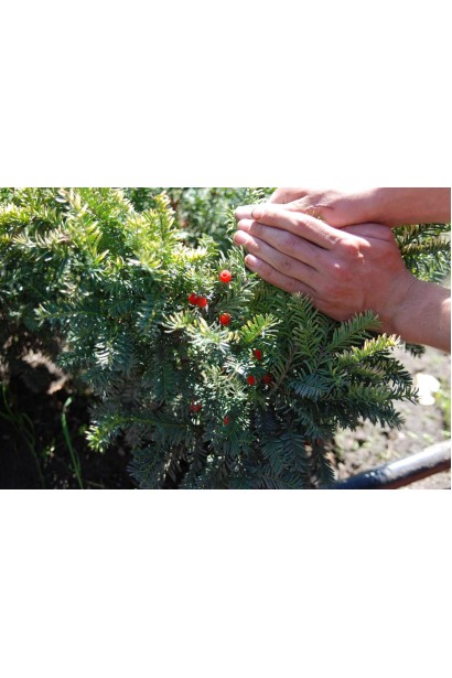 Тис ягідний Елегантиссіма (жовтий) - ягоди