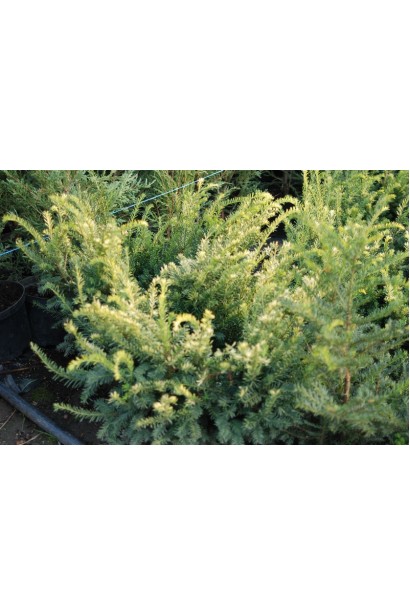 Тис ягідний Елегантиссіма (жовтий)