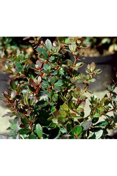 Барбарис самшитолистий Нана темно-зелене листя з червоними краями