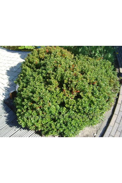  Berberis buxifolia Nana