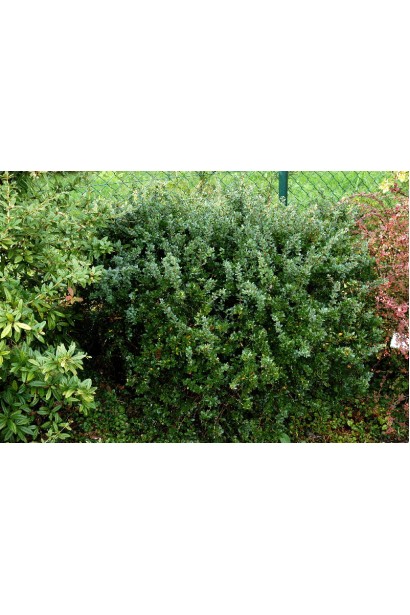 Барбарис самшитолистий Нана кущ