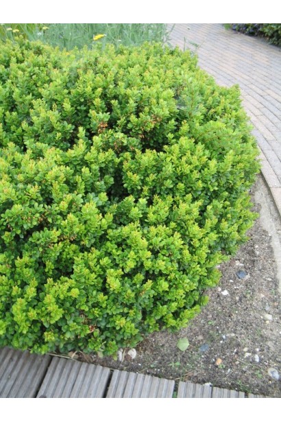  Berberis Nana на клумбі