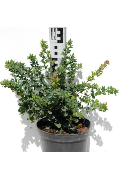 Барбарис самшитолистий Нана в контейнері С5