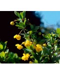 Барбарис самшитолистий Нана | Барбарис самшитолистный Нана | Berberis buxifolia Nana