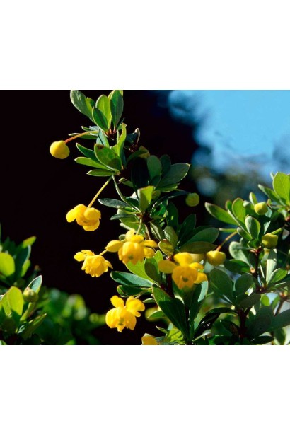 Барбарис  Нана цвітіння 