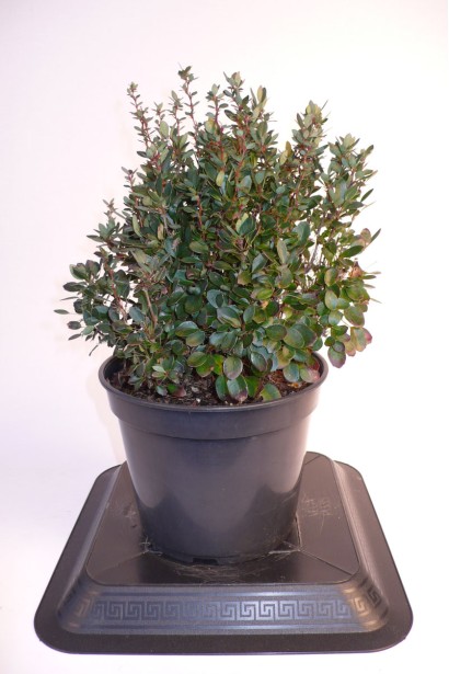 Барбарис самшитолистий Нана в горщику