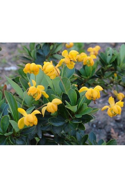 Барбарис самшитолистий Нана квіти