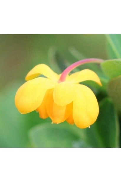 Барбарис самшитолистий Нана жовті квіти