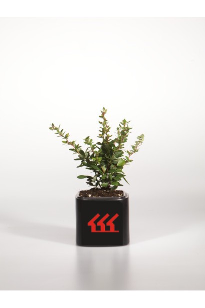 Барбарис самшитолистий Нана контейнер Р9