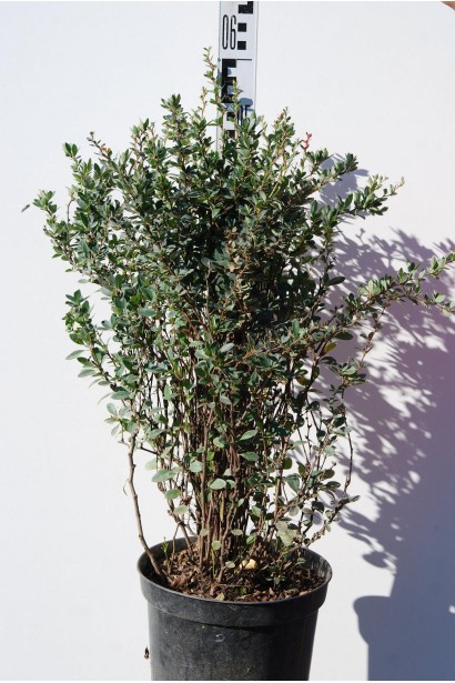 Барбарис самшитолистий Нана 5л 40-50 см