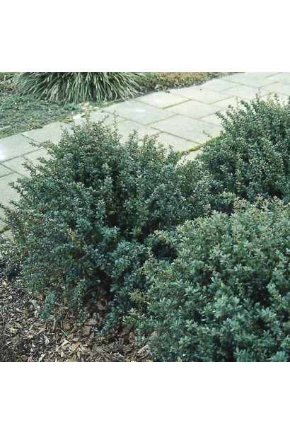 Барбарис самшитолистий Нана в ландшафті