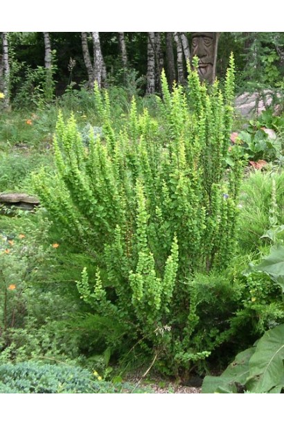 Барбарис Тунберга Эректа