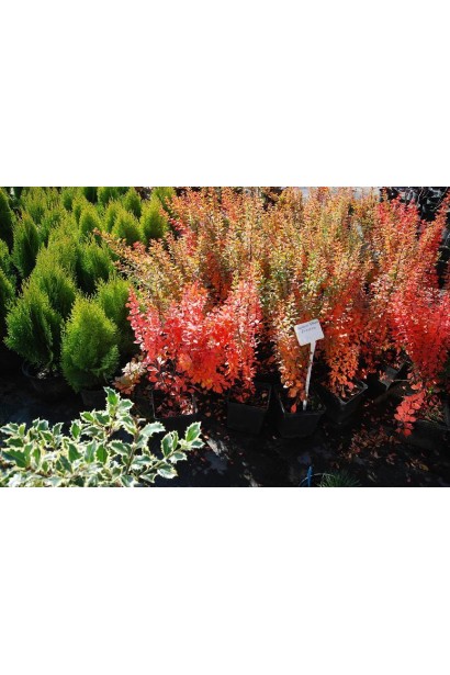 Барбарис Тунберга Эрект красная осенняя окраска
