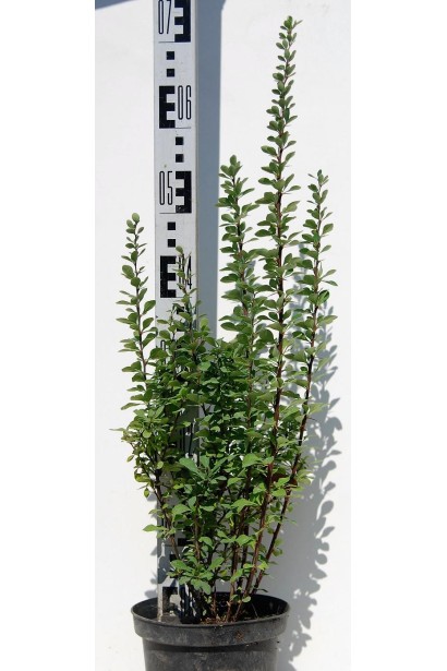 Барбарис Тунберга Эректа в горшке 3 л