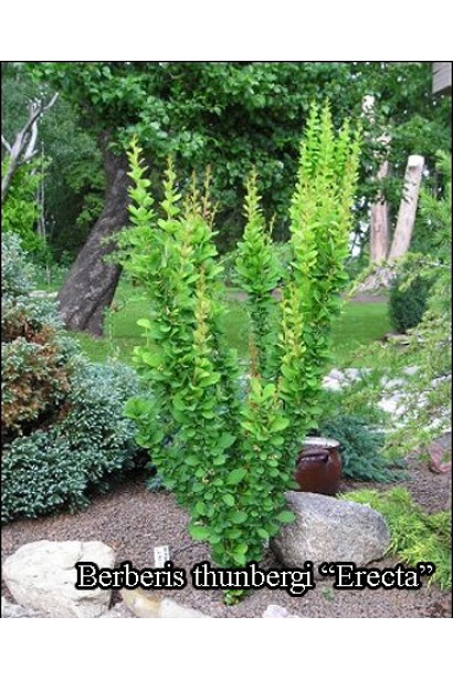 Berberis thunbergii Erecta