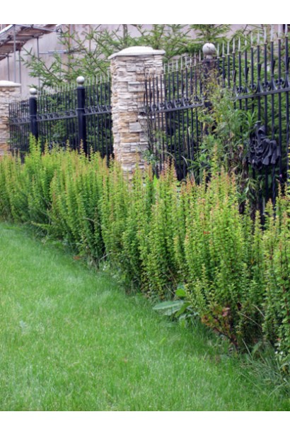 Барбарис Тунберга Эректа живая изгородь