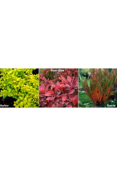 Барбарис Erecta сравнение с другими сортами