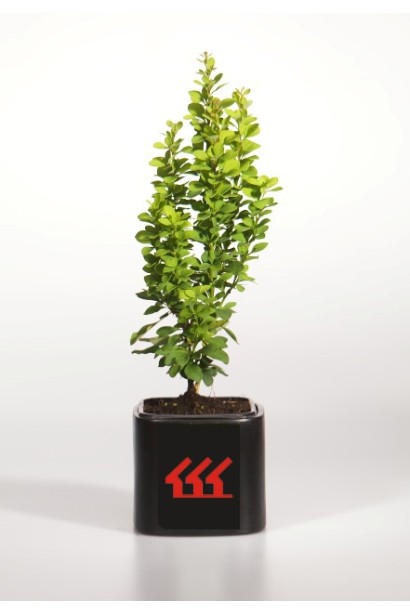 Барбарис Тунберга Эректа в горшке Р9