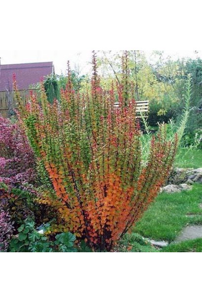 Барбарис Тунберга Эректа в ландшафте