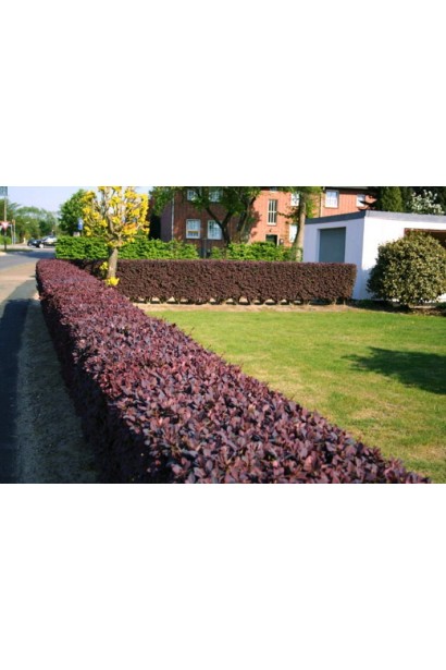 Барбарис Хелмонд Пиллар бордюрная посадка