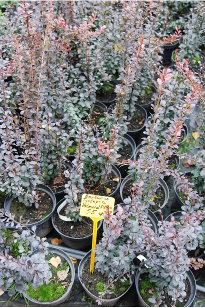 Барбарис Хелмонд Пиллар саженцы в садовом центре