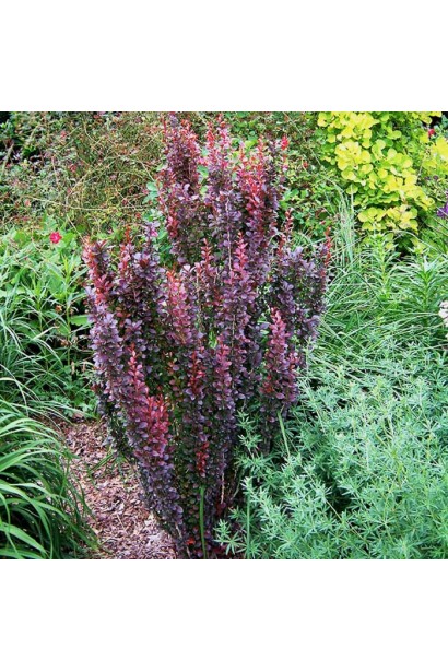 Барбарис Хелмонд Пиллар в ландшафте