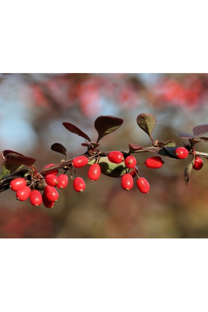 Барбарис Хелмонд Пиллар черводные плоды
