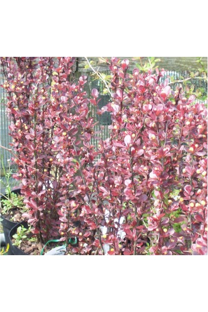 Berberis thunbergii Helmond Pillar