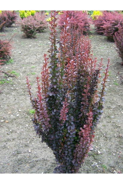 Барбарис Хелмонд Пиллар в ландшафте