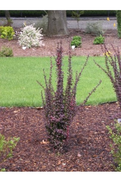 Барбарис Хелмонд Пиллар колонновидный куст