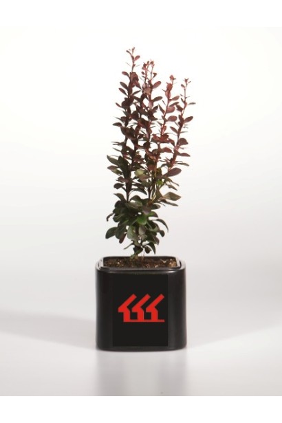 Барбарис Хелмонд Пиллар контейнер Р9