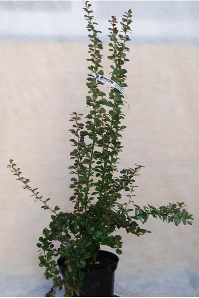 Барбарис Helmond Pillar