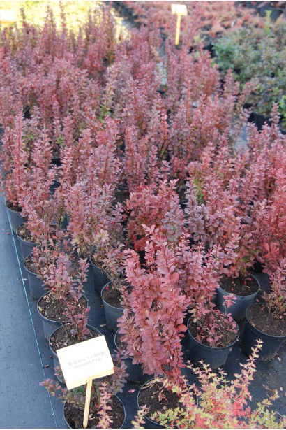 Барбарис Хелмонд Пиллар в питомнике