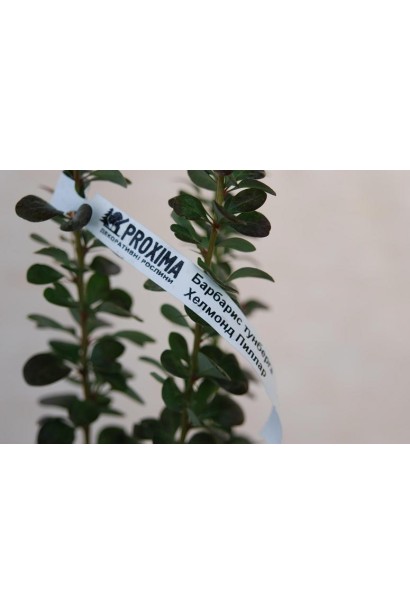 Барбарис тунберга Helmond Pillar